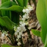 Convallaria Majalis Bordeaux Lily Of The Valley