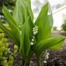 Convallaria Majalis Bordeaux Lily Of The Valley