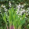 Convallaria Majalis Bordeaux Lily Of The Valley