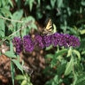 Buddleia Davidii Black Knight Butterfly Bush 7 gal. Container