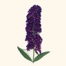 Buddleia Davidii Black Knight Butterfly Bush 7 gal. Container