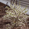 Prunus Incisa Little Twist Fuji Cherry 6 ft. Height Ball and Burlap