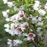 Prunus Incisa Little Twist Fuji Cherry 6 ft. Height Ball and Burlap