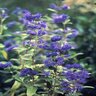 Caryopteris X Clandonensis Dark Knight Bluebeard 2 gal. Container