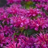 Monarda Didyma Pardon My Purple Bee Balm