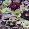 Helleborus X Pine Knot Select Strain Lenten Rose SP4 Container
