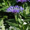 Centaurea Montana Bachelor's Button