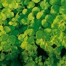 Lysimachia Nummularia Creeping Jenny SP5 Container