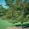 Malus X Moerlandsii Profusion Crabapple 25-30 gal. Container
