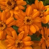 Zinnia X Hybrida Profusion Orange Zinnia SP4 Container