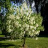 Chionanthus Virginicus American Fringe Tree 7 gal. Container