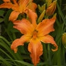 Hemerocallis X Rainbow Rhythm Primal Scream Proven Winners Daylily 2 gal. Container