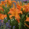 Hemerocallis X Rainbow Rhythm Primal Scream Proven Winners Daylily 2 gal. Container