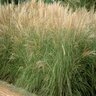 Miscanthus Sinensis Morning Light Maiden Grass 5 gal. Container