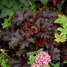 Heuchera X Black Taffeta Coral Bells