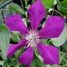 Clematis Jackmanii Clematis Staked 1 gal. Container