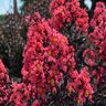 Lagerstroemia Indica Midnight Magic First Editions Crape Myrtle 3 gal. Container