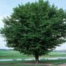 Acer Myabei Morton State Street Myabei Maple 25-30 gal. Container