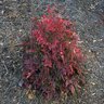 Nandina Domestica Gulfstream Heavenly Bamboo 5 gal. Container