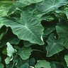 Colocasia Esculenta Elephant Ear 2 gal. Container