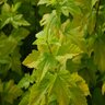 Physocarpus Opulifolius Lemon Candy Garden Debut Ninebark 5 gal. Container