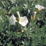 Convolvulus Cneorum Shrubby Bindweed 1 gal. Container