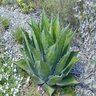 Agave Salmiana Ferox Green Goblet Hardy Century Plant 24 in. Box