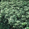 Pachysandra Terminalis Silver Edge Variegated Japanese Spurge SP4 Container