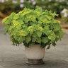 Solenostemon Scutellarioides Wasabi Coleus 1 gal. Container