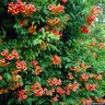Campsis Radicans Flamenco Trumpet Vine 1 gal. Container
