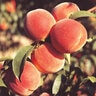 Prunus Persica June Gold Peach