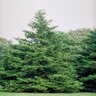 Chamaecyparis Obtusa Hinoki False Cypress 6 ft. Height Ball and Burlap