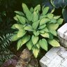 Hosta Gold Standard Plantain Lily 1 gal. Container