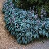 Hosta Halcyon Plantain Lily 3 gal. Container