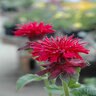 Monarda Didyma Fireball Bee Balm 1 gal. Container