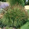Pennisetum Alopecuroides Fountain Grass 1 gal. Container