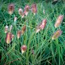Pennisetum Messiacum Red Buttons Fountain Grass