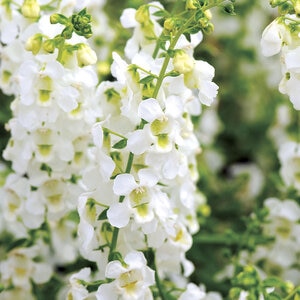 Angelonia Angustifolia White Summer Snapdragon
