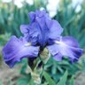 Iris Germanica Feed Back Bearded Iris