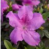 Rhododendron X Robles Autumn Lilac Encore Azalea 5 gal. Container