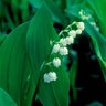 Convallaria Majalis Lily Of The Valley 1 gal. Container