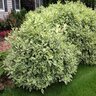 Cornus Alba Ivory Halo Variegated Tatarian Dogwood 2 gal. Container