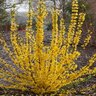 Forsythia X Show Off Starlet Proven Winners Forsythia 2 gal. Container
