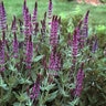 Salvia X Superba Sage SP4 Container