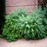 Rhus typhina Laciniata Cut-Leaf Staghorn Sumac 5 gal. Container
