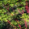 Acer palmatum Sangokaku Coral Bark Japanese Maple 35 gal. Container