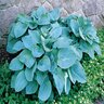 Hosta Eola Sapphire Plantain Lily 1 gal. Container