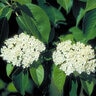 Viburnum Rufidulum Southern Blackhaw 8 ft. Height Ball and Burlap