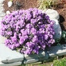 Rhododendron X Purple Gem Rhododendron 5 gal. Container