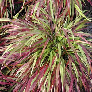 Hakonechloa Macra Beni-kaze Japanese Forest Grass